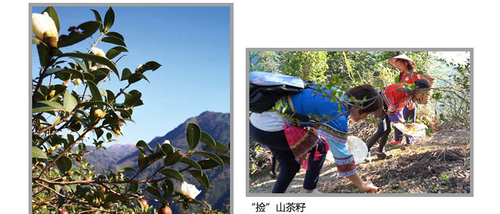 茶氏家族-山茶籽調理精油 茶氏家族-山茶籽調理精油