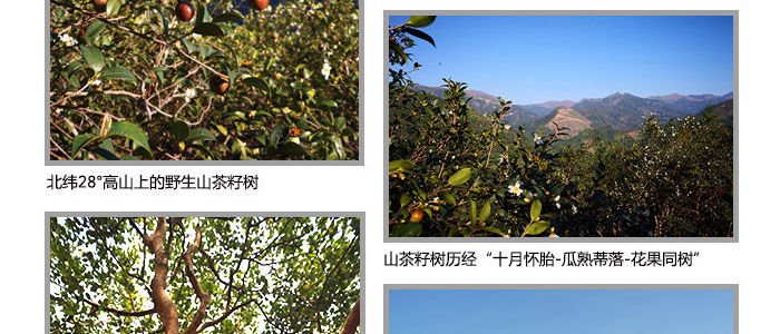 茶氏家族-山茶籽調理精油 茶氏家族-山茶籽調理精油